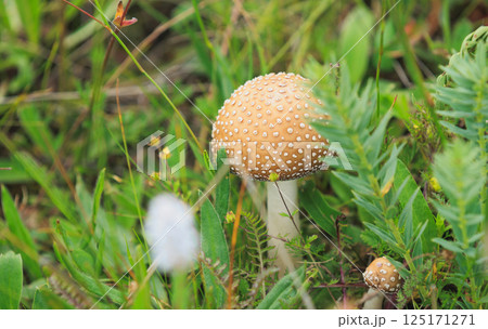 Inedilble wild mushroom growing in grassland 125171271