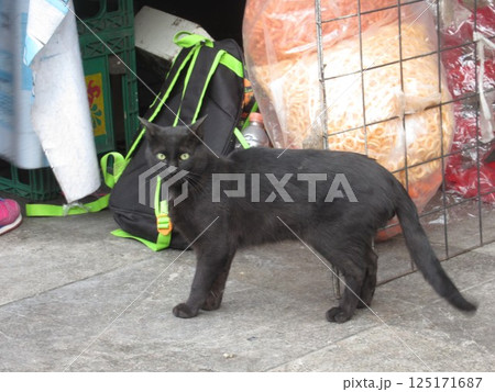 メキシコシティの野良猫 125171687