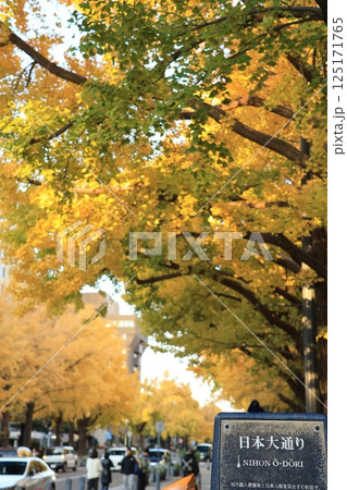 黄色く紅葉した銀杏並木のある横浜山下公園付近の風景 125171765