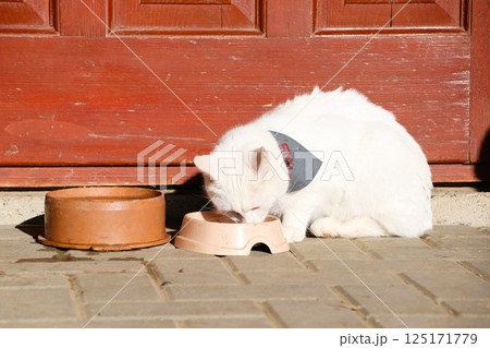 A Delightful White Cat Happily Enjoying a Tasty Meal While Soaking Up the Warmth of the Sunlight 125171779