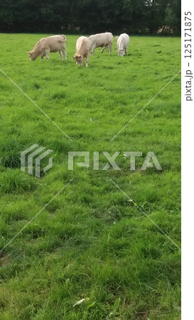 A serene scene of grazing sheep in a lush green field, creating an idyllic atmosphere A serene scene of grazing sheep in a lush green field, creating an idyllic atmosphere 125171875