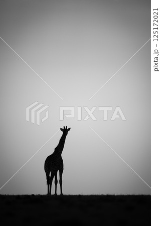 Mono giraffe stands at sundown on horizon 125172021