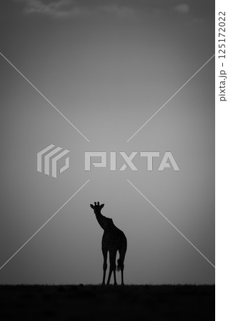 Mono giraffe stands at sunset on horizon Mono giraffe stands at sunset on horizon 125172022