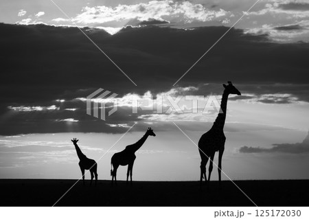 Mono giraffes stand at sunset on horizon Mono giraffes stand at sunset on horizon 125172030