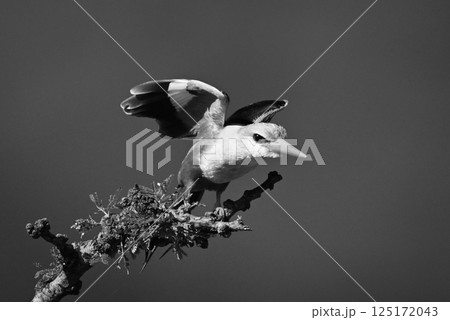 Mono grey-headed kingfisher takes off from branch Mono grey-headed kingfisher takes off from branch 125172043