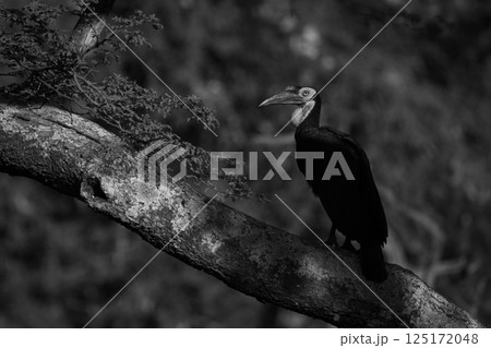 Mono ground hornbill on branch with catchlight 125172048