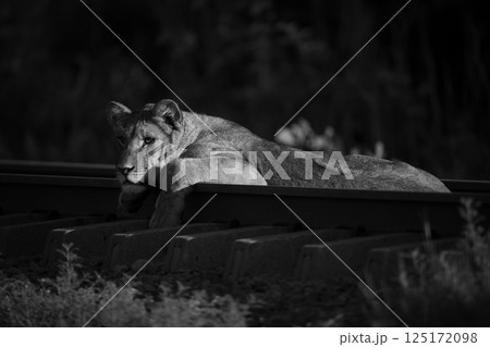 Mono lion cub with catchlight on railway 125172098