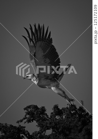 Mono martial eagle takes off from treetop 125172109