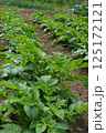 家庭菜園の夏野菜栽培 125172121