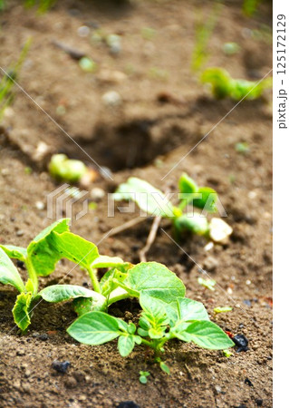 家庭菜園の夏野菜栽培 125172129