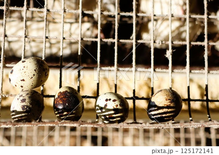 A delightful variety of Quail Eggs beautifully arranged on a textured wire rack display A delightful variety of Quail Eggs beautifully arranged on a textured wire rack display 125172141
