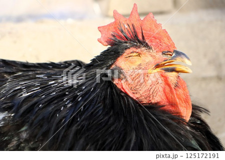 A Majestic Rooster Portrait Featuring Its Stunning and Vibrant Plumage with Colors 125172191