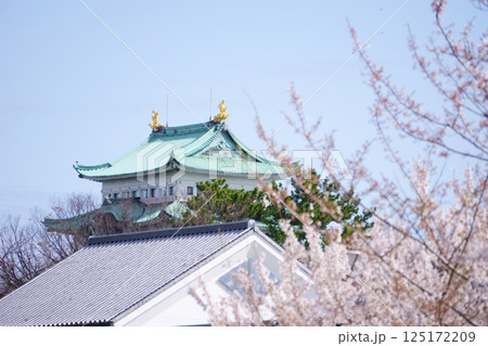 桜と名古屋城　天守閣 125172209