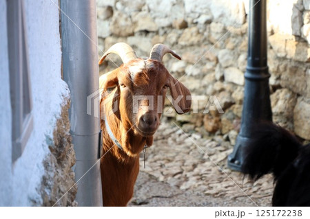 A Curious Goat Strolling Through a Quaint and Charming Alleyway Filled with Character 125172238