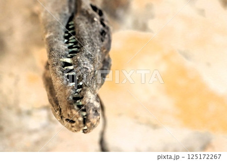 The Fossilized Remains of a Prehistoric Creature Have Recently Been Uncovered and Studied 125172267