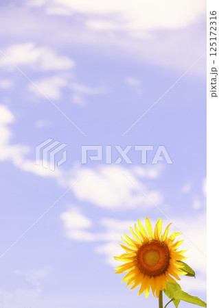 夏の空に咲く向日葵 125172316