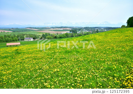 初夏の北海道美瑛町風景　美瑛の丘　残雪の十勝岳連峰　 125172395