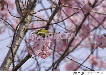桜の花とメジロ、春の風景 125172504