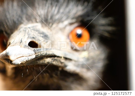 An Engaging CloseUp of a Fascinating and Unique Bird with Stunningly Striking Orange Eyes An Engaging CloseUp of a Fascinating and Unique Bird with Stunningly Striking Orange Eyes 125172577