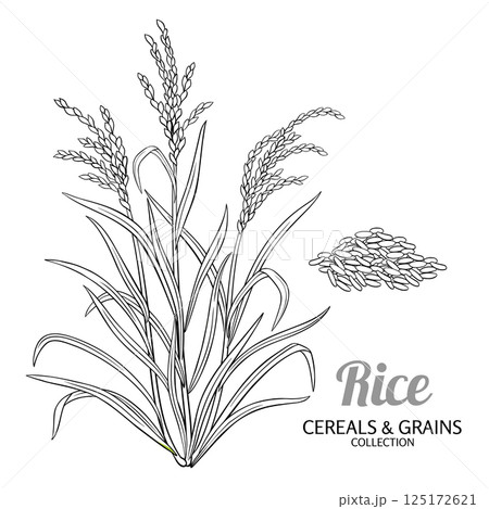 Rice Plant with Seeds Outline Illustration Rice Plant with Seeds Outline Illustration 125172621