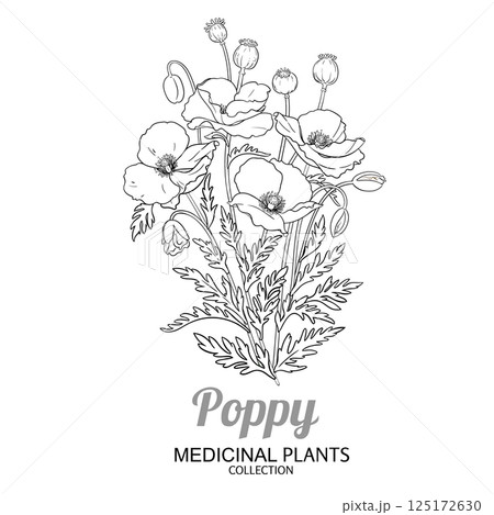 Poppy Plant with Flowers Outline Illustration 125172630
