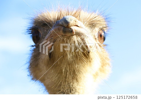A closeup image capturing the curiosity of an ostrich as it gazes intently at the camera 125172658