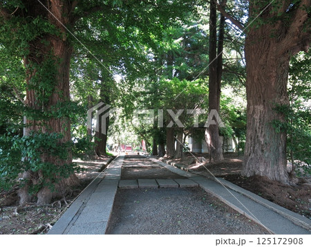 川越市の三芳野神社(参道) 川越市の三芳野神社(参道) 125172908