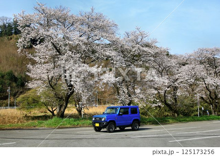 本格派4駆なのにキュートな外観… 『ジムニー』と満開の桜 125173256