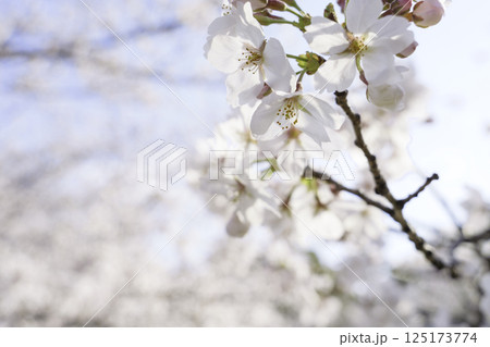 春の風物詩、白い桜が美しいソメイヨシノ 春の風物詩、白い桜が美しいソメイヨシノ 125173774