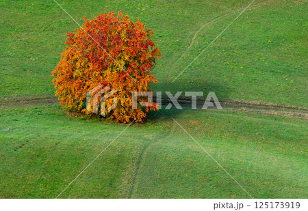Solitary autumn tree in a green meadow, above view 125173919