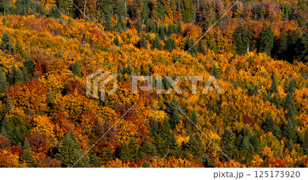 Autumn forest above view background full frame 125173920