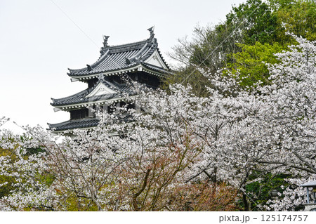 西尾市歴史公園（4月初旬）　本丸丑寅櫓（ほんまるうしとらやぐら） 125174757