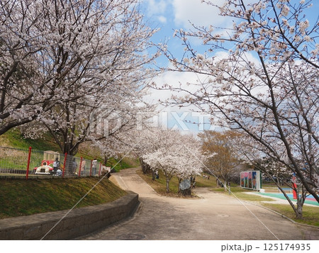 ふるさと詩情公園の桜並木(山口県田布施町) 125174935