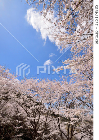 サクラ、桜 サクラ、桜 125174985