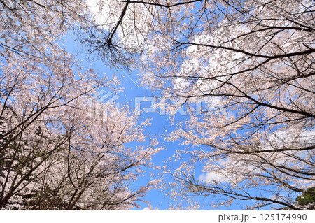 サクラ、桜 125174990