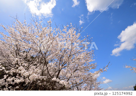 サクラ、桜 サクラ、桜 125174992