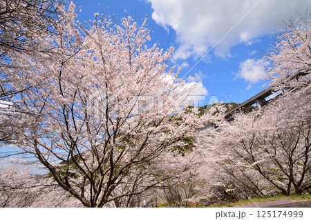 サクラ、桜 125174999
