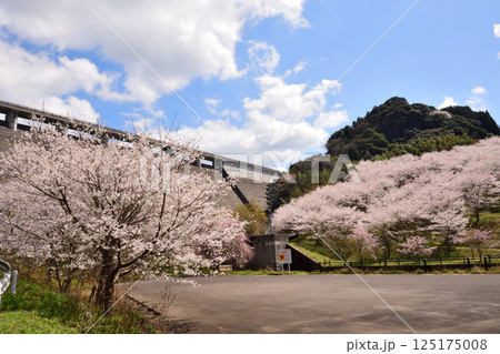 サクラ、桜 125175008