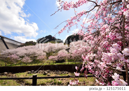 サクラ、桜 サクラ、桜 125175011