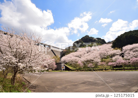 サクラ、桜 サクラ、桜 125175015