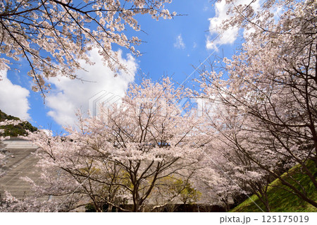 サクラ、桜 125175019