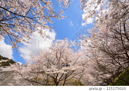 サクラ、桜 125175020