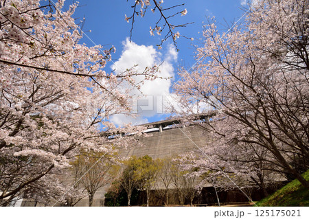 サクラ、桜 125175021