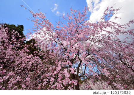 サクラ、桜 サクラ、桜 125175029