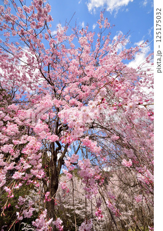 サクラ、桜 125175032