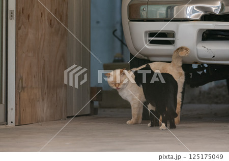 仲良しな二匹の猫 125175049