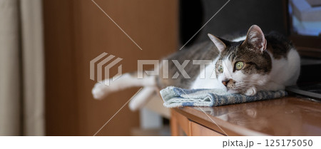 見つめる猫　キジトラ猫 125175050
