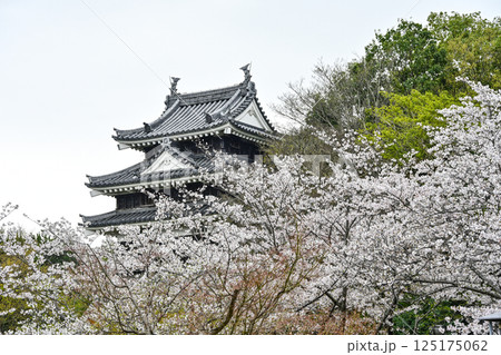 西尾市歴史公園(4月初旬) 本丸丑寅櫓(ほんまるうしとらやぐら) 西尾市歴史公園(4月初旬) 本丸丑寅櫓(ほんまるうしとらやぐら) 125175062