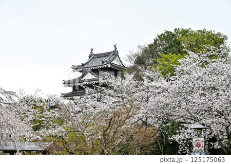 西尾市歴史公園(4月初旬) 本丸丑寅櫓(ほんまるうしとらやぐら) 西尾市歴史公園(4月初旬) 本丸丑寅櫓(ほんまるうしとらやぐら) 125175063