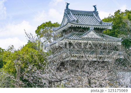 西尾市歴史公園(4月初旬) 本丸丑寅櫓(ほんまるうしとらやぐら) 西尾市歴史公園(4月初旬) 本丸丑寅櫓(ほんまるうしとらやぐら) 125175069